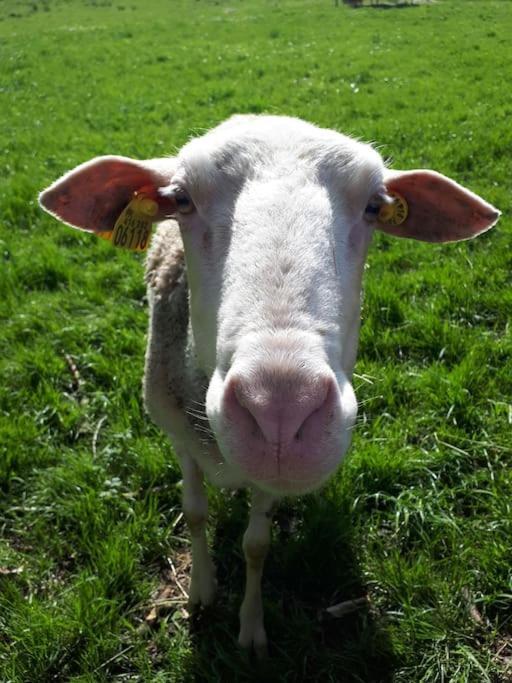 Gite A La Ferme, Avec Animaux, Fromages Et Nature Neuville-les-Decize Exterior foto
